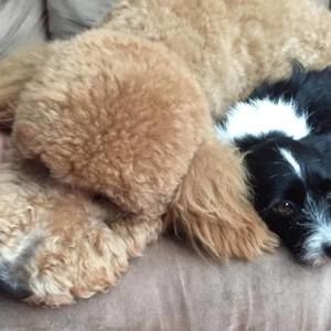 Meet your Posher, Julie stephen